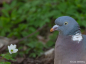 Preview: Sony FE 100-400mm F4.5 GM OSS