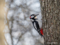 Preview: Sony FE 100-400mm F4.5 GM OSS