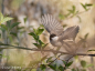 Preview: Sony FE 100-400mm F4.5 GM OSS