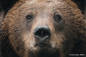 Preview: Sony FE 100-400mm F4.5 GM OSS