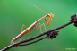 Preview: Sony FE 100mm F2.8 Makro GM OSS