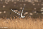 Preview: Sony FE 100-400mm F4.5 GM OSS