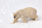 Preview: LEICA Vario Elmarit-SL 70-200mm/2.8 ASPH