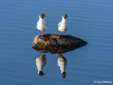 Sony FE 100-400mm F4.5 GM OSS