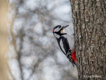 Sony FE 100-400mm F4.5 GM OSS