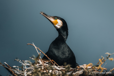 Sony FE 100-400mm F4.5 GM OSS