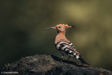 Sony FE 100-400mm F4.5 GM OSS
