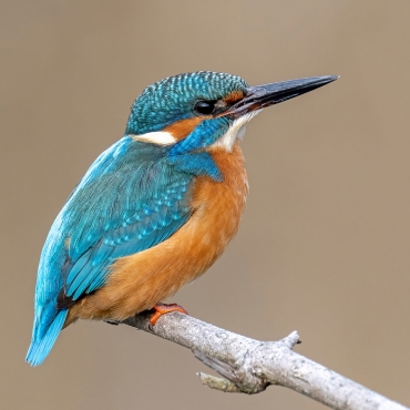 Workshop Tierfotografie mit Hansruedi Weyrich