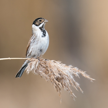 Workshop Vogelfotografie mit Adrian Schmid