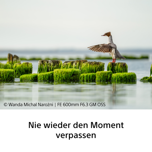 Sony FE 600mm F6.3 GM OSS