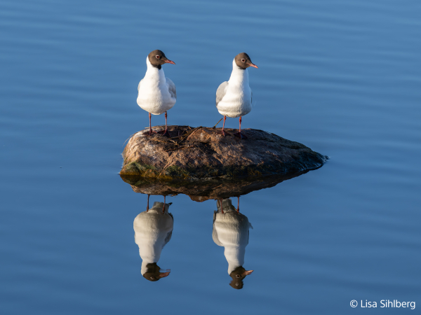 Sony FE 100-400mm F4.5 GM OSS