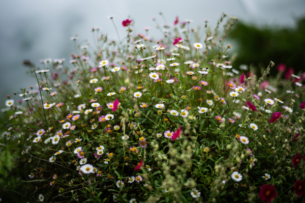 LEICA SUMMILUX-M 50mm f/1.4 (Leica Classic Line)