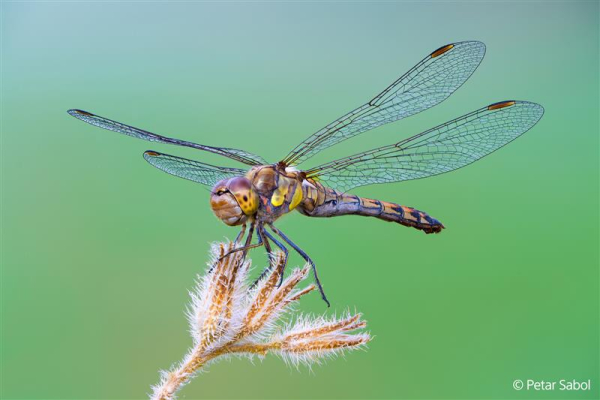 Sony FE 100mm F2.8 Makro GM OSS