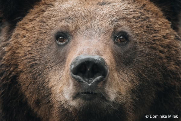 Sony FE 100-400mm F4.5 GM OSS