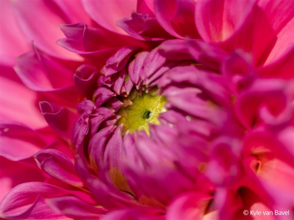 Sony FE 100mm F2.8 Makro GM OSS