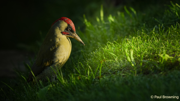 Sony Alpha 7 Mark V Body