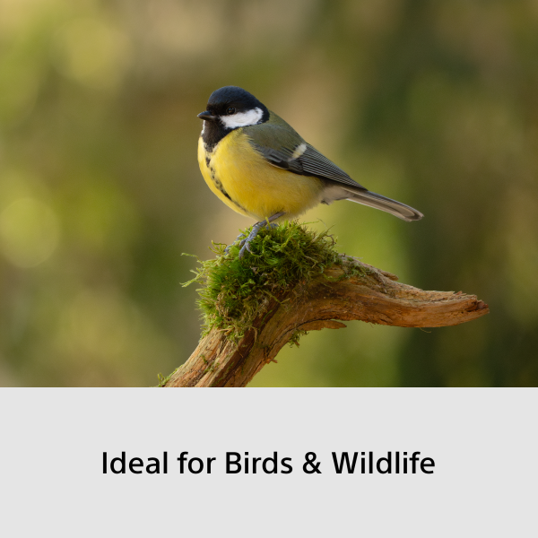 Sony Alpha 6700 KIT 16-50mm + 70-350mm Wildlife Kit