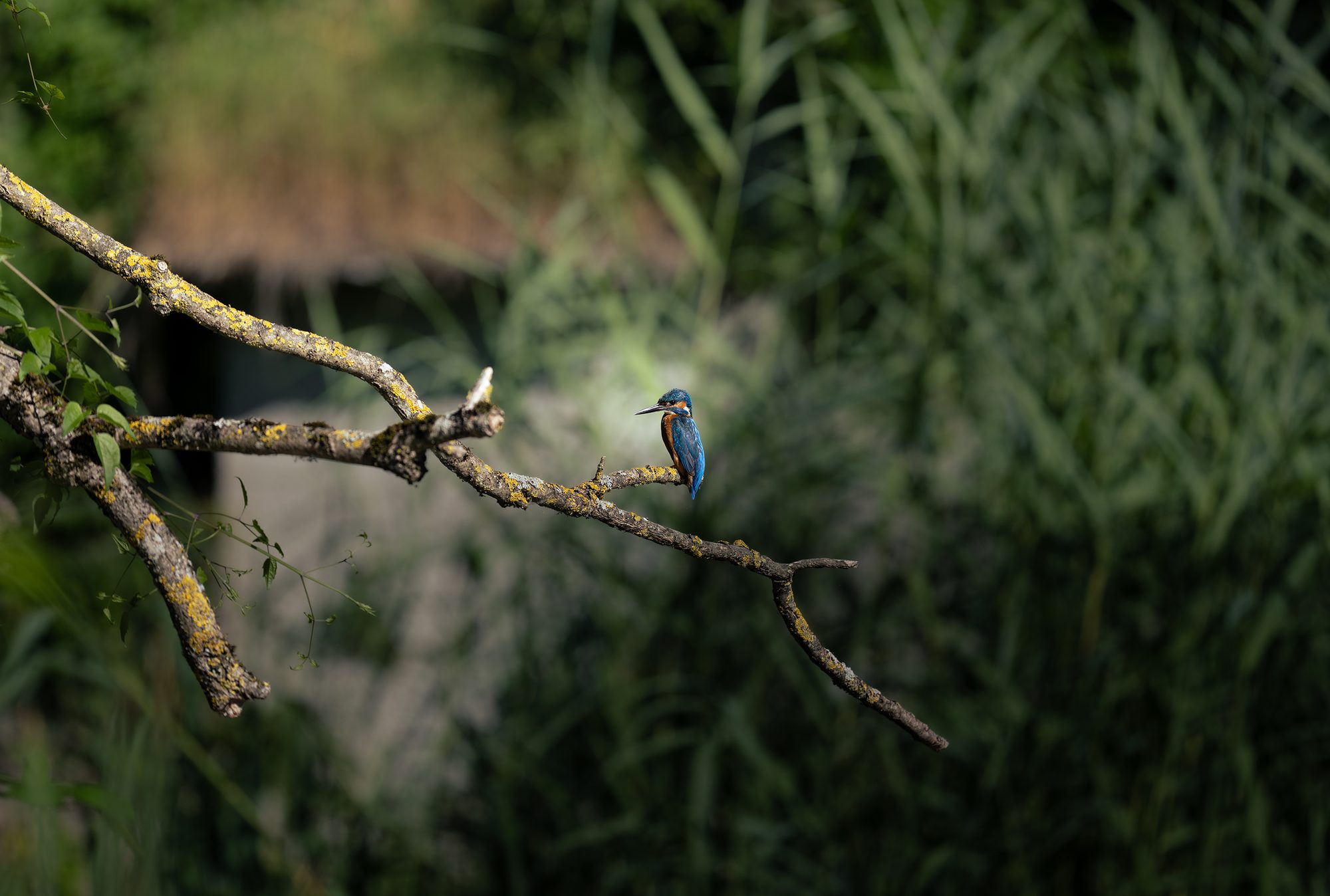 Eisvogel auf einem flechtenbewachsenen Ast vor Schilf