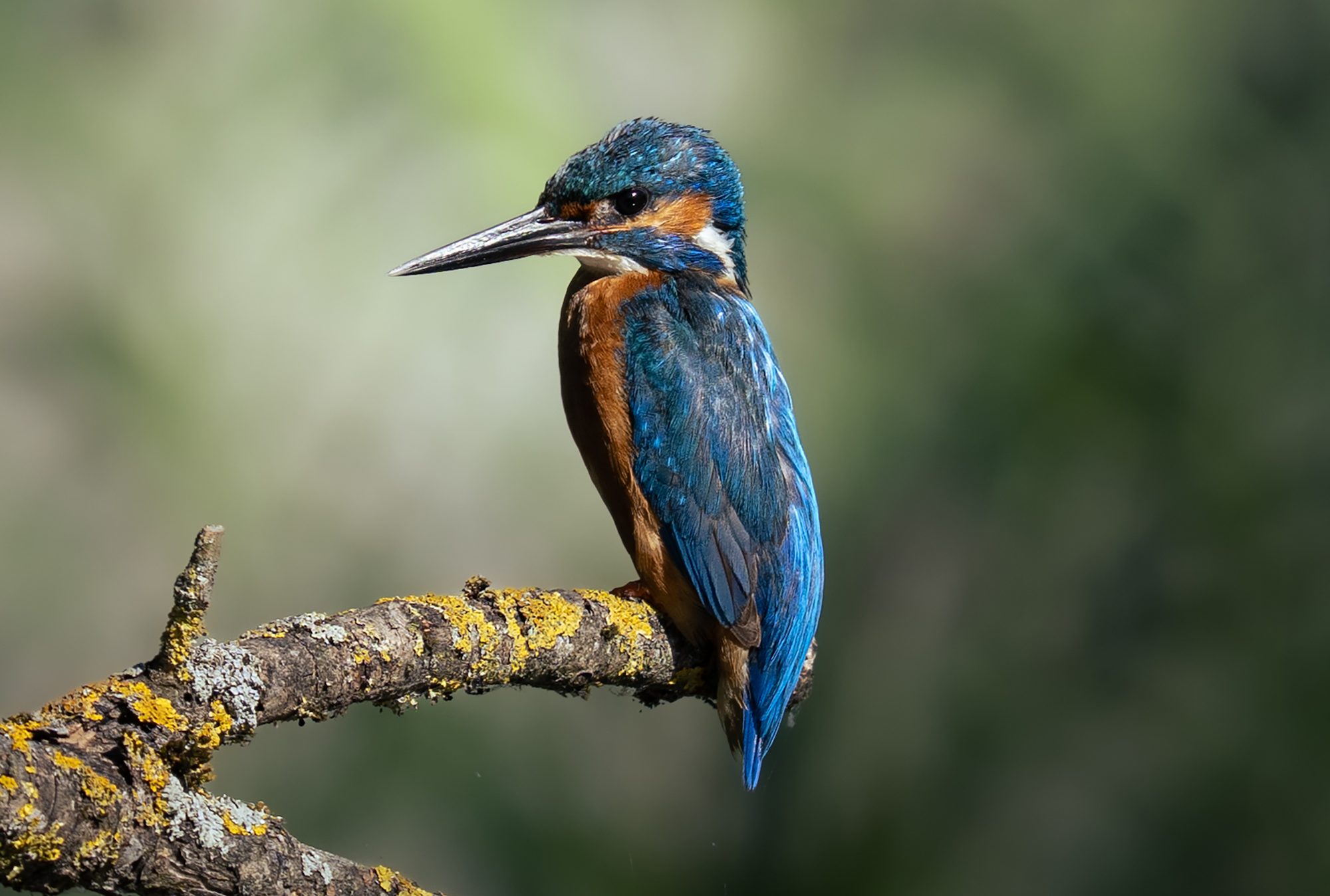 Ausschnitt desselben Eisvogels mit sichtbaren Federdetails