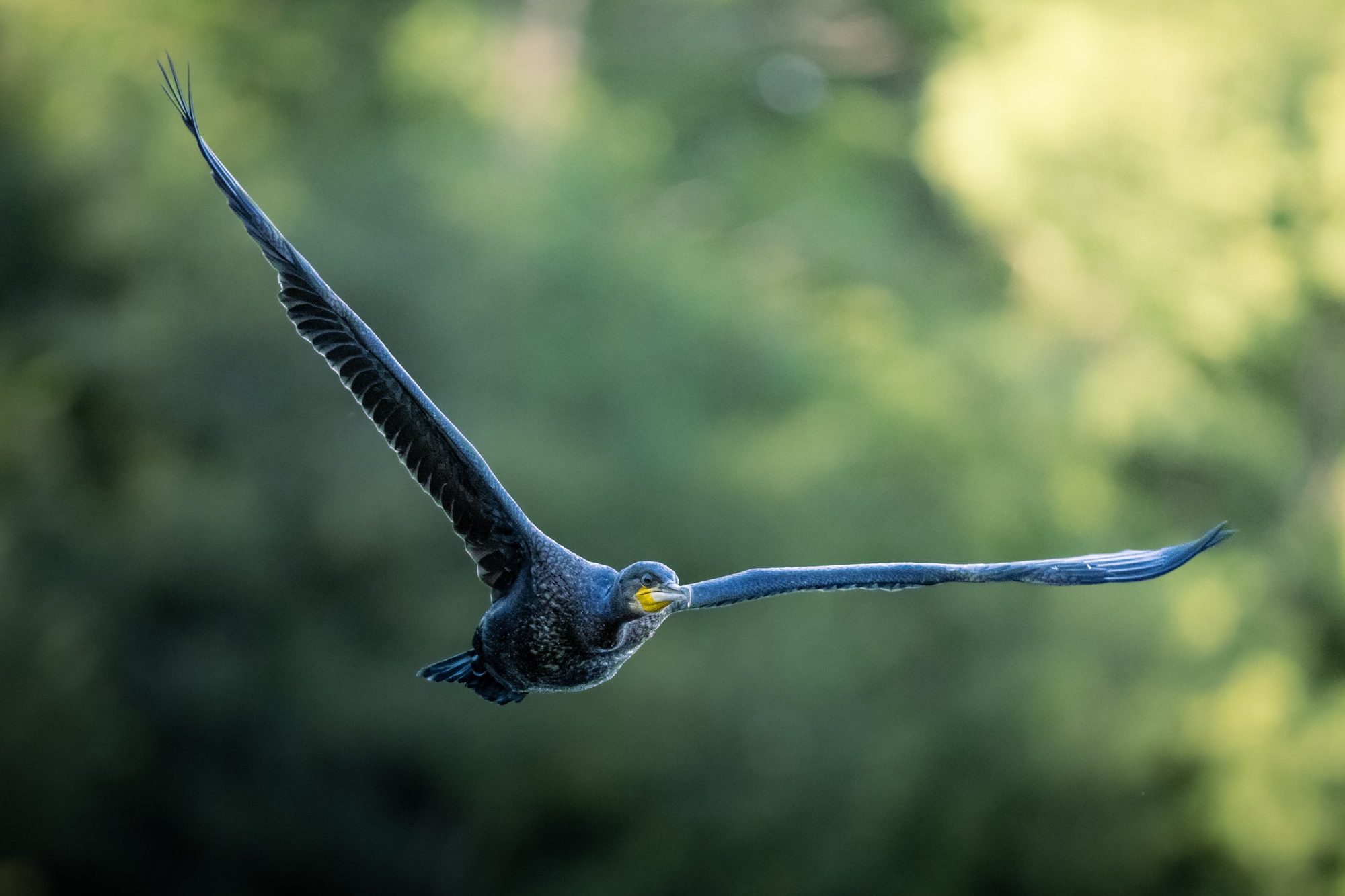 Kormoran im Flug mit weit ausgebreiteten Flügeln vor unscharfem Grün